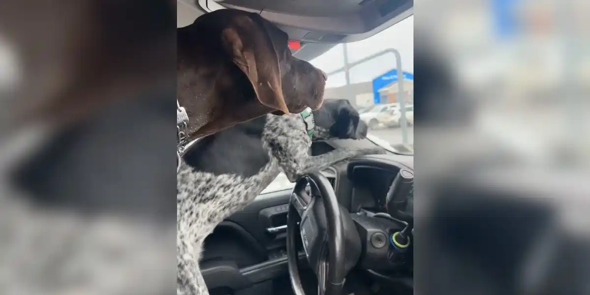 [Vidéo] Pas si simple d’avoir des chiens de chasse en voiture