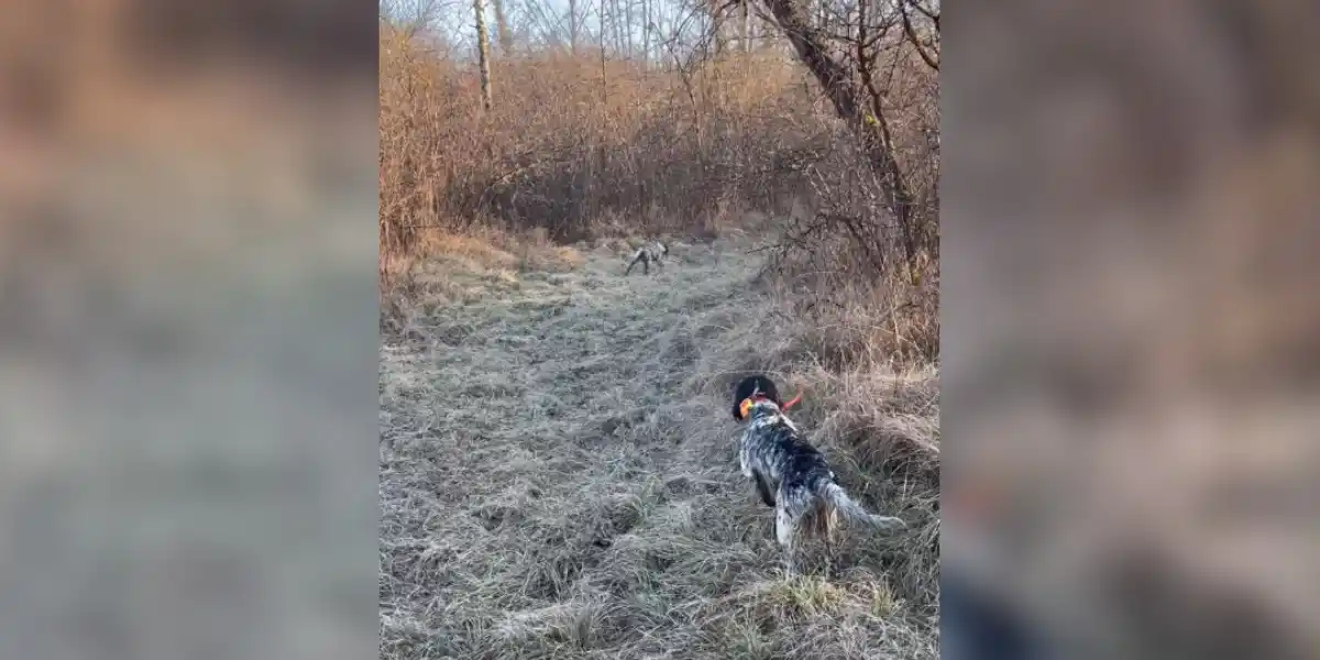 [Vidéo] Deux chiens de chasse à l’arrêt dans un moment suspendu