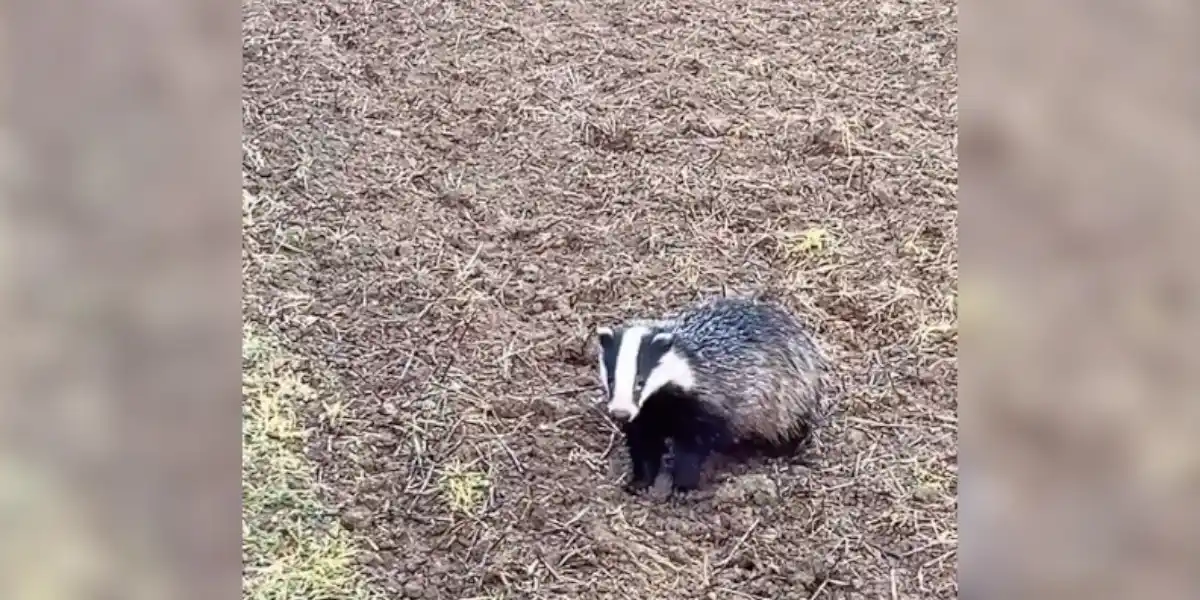 [Vidéo] Un blaireau fait sa vie tranquillement jusque dans les pieds d’un chasseur