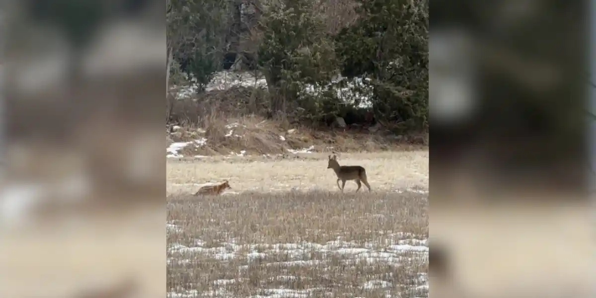 [Vidéo] Le face à face étonnant entre un brocard et un renard