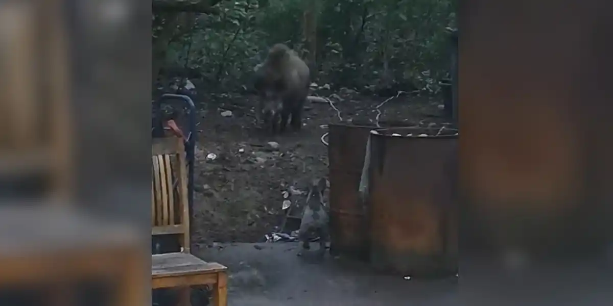 [Vidéo] Un bulldog Français fait face à un sanglier bien trop gros pour lui