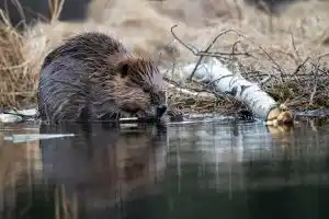 Un castor et un sanglier retrouvés mort sur une plage de Loire-Atlantique