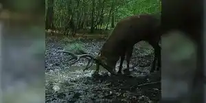 cerf à la souille