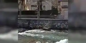 [Vidéo] Un cerf en balade dans les rues de Bagnères-de-Luchon