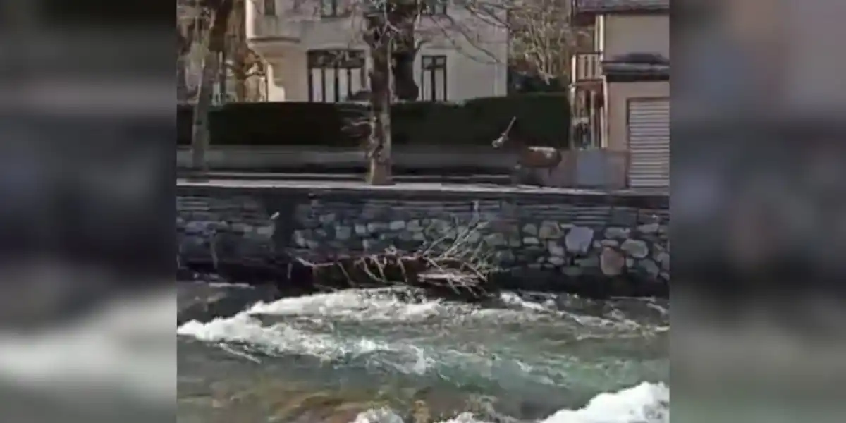 [Vidéo] Un cerf en balade dans les rues de Bagnères-de-Luchon