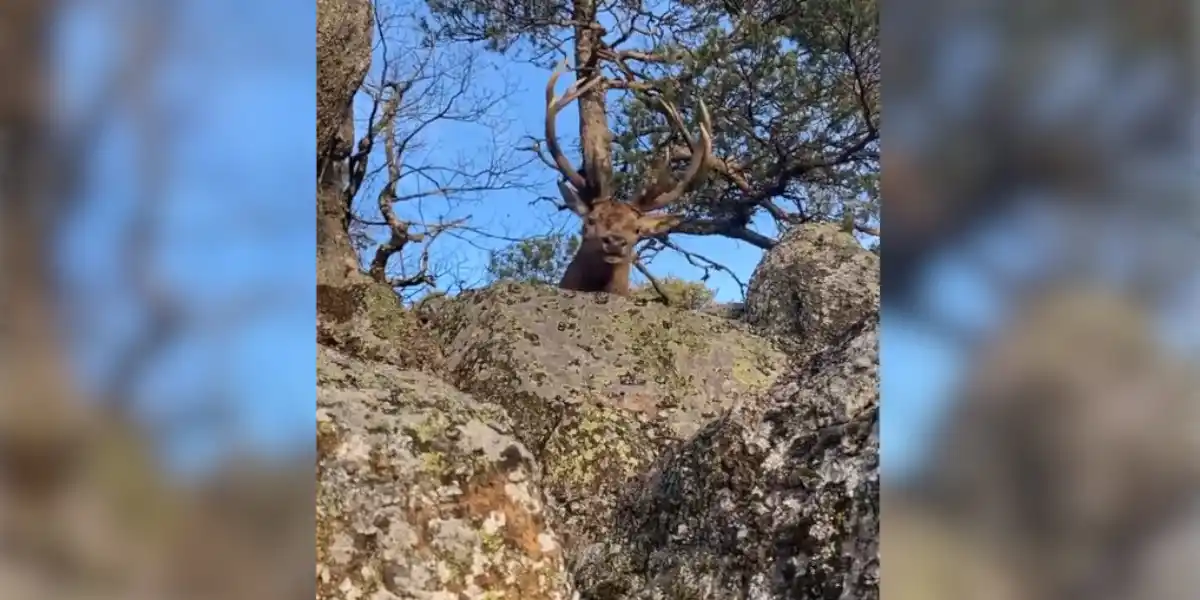 [Vidéo] Une rencontre surprenante avec un cerf en Haute-Loire