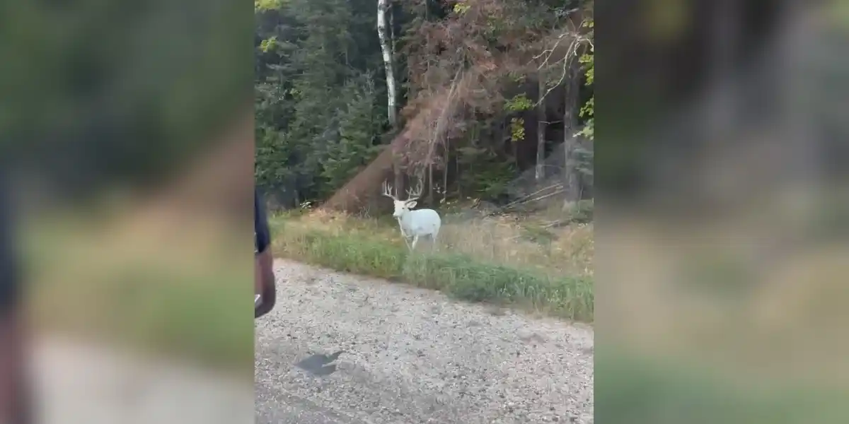 [Vidéo] Un étonnant cerf de virginie blanc aperçu au bord d’une route