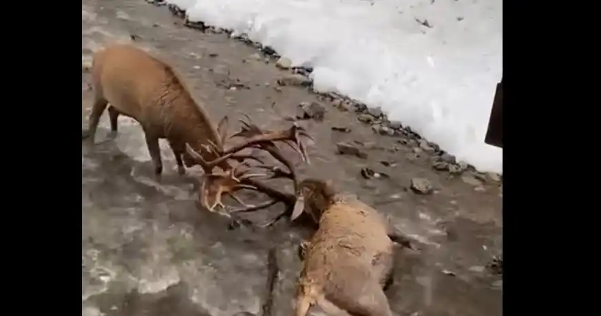 [Vidéo] Un magnifique cerf sauvé d’un destin funeste