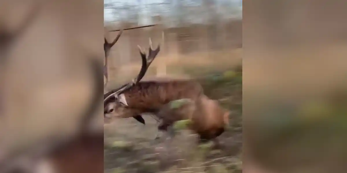 [Vidéo] Un cerf fonce droit sur un chasseur en Meuse