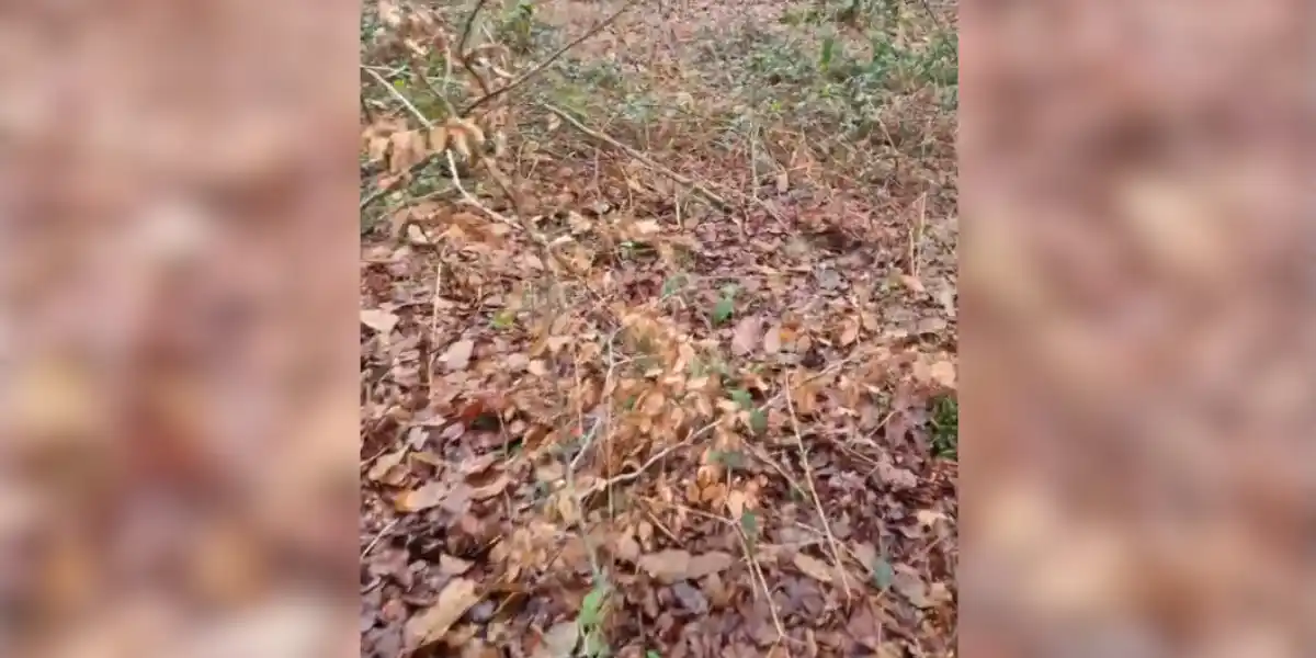 [Vidéo] Un sanglier le charge mais il ne s’attend pas du tout à un animal de cette taille