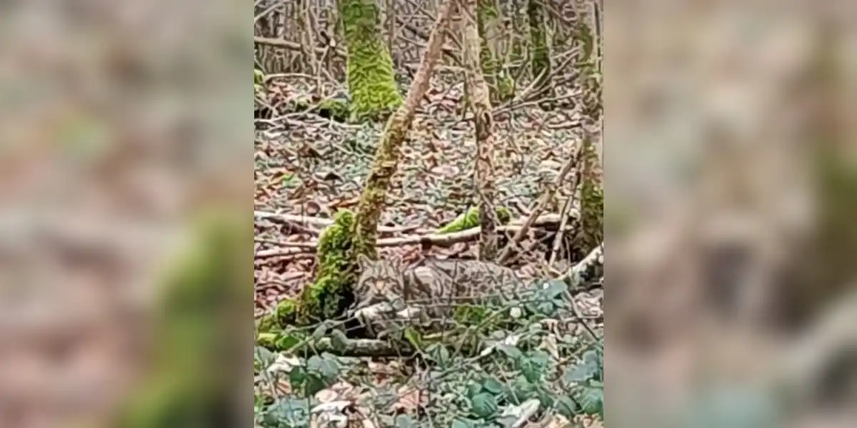 [Vidéo] Un « chat sauvage » croisé dans une forêt de Moselle