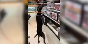 chien de chasse au magasin