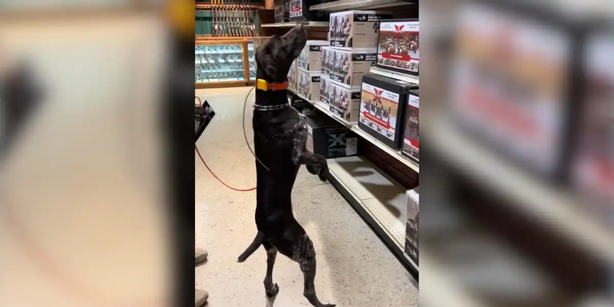 [Vidéo] Un chien qui aime un peu trop aller au magasin de chasse