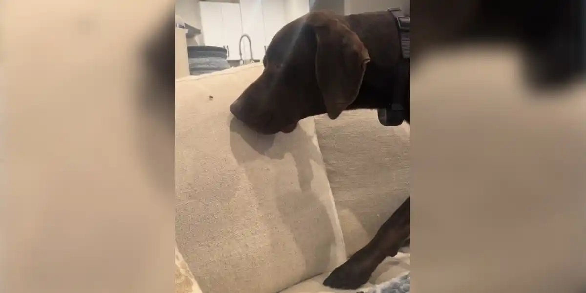 [Vidéo] Un arrêt du chien sur un « très gros » gibier