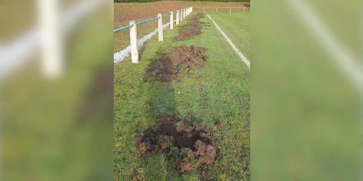 Un club de foot amateur de Dordogne contraint de reporter les matchs à cause des sangliers