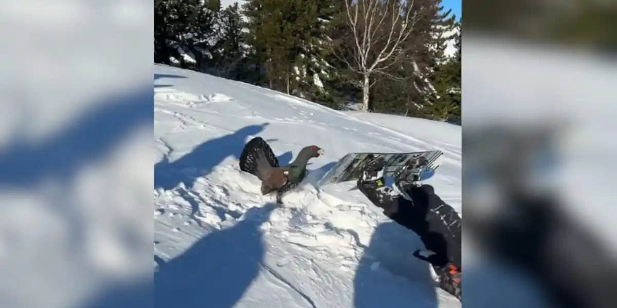 [Vidéo] Insolite : un Grand Tétras attaque un snowboarder sur les pistes