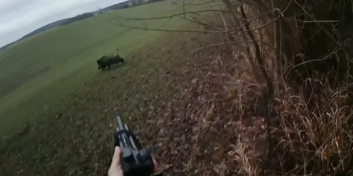 [Vidéo] Tir d’un très gros sanglier lors d’un week-end de chasse dans la Meuse