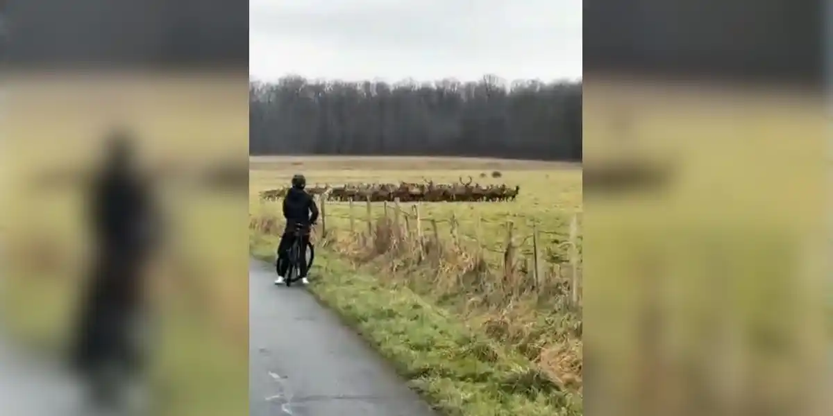 [Vidéo] Une harde compacte de cervidés filmée dans les Yvelines