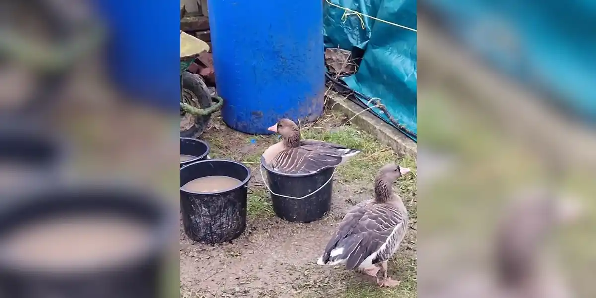 [Vidéo] Les oies trop impatientes pour attendre que le bassin soit rempli