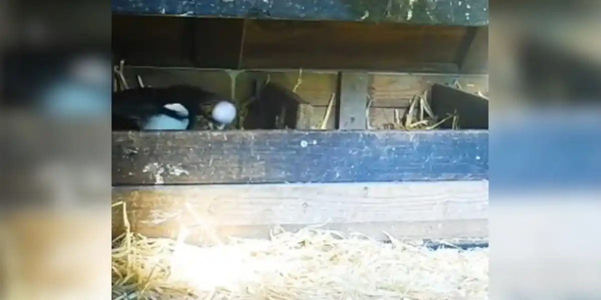 [Vidéo] Des poules se font justice après une tentative de vol de la part d’une pie