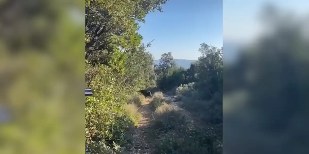 [Vidéo] Un tir franc sur un sanglier de 112kg qui tente de prendre la tangente