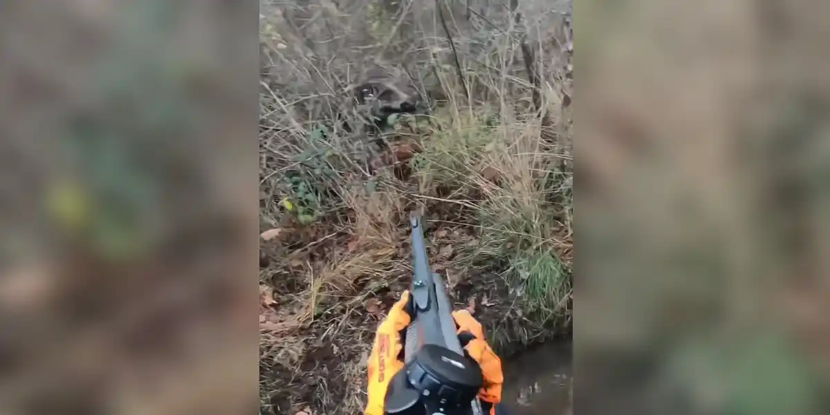 [Vidéo] Un gros sanglier sort à toute vitesse à deux mètres d’un chasseur