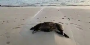 Un sanglier de 80kg retrouvé mort sur une plage des Côtes-d’Armor