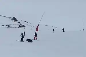 [Vidéo] Insolite : un sanglier traverse une piste de ski à Saint-Lary