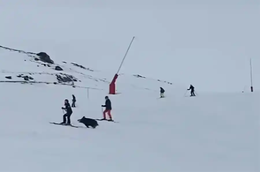 [Vidéo] Insolite : un sanglier traverse une piste de ski à Saint-Lary