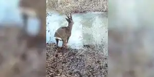 [Vidéo] Pas besoin de se mouiller quand on a la grâce d’un chevreuil