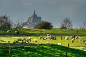 Loup Mont-Saint-Michel