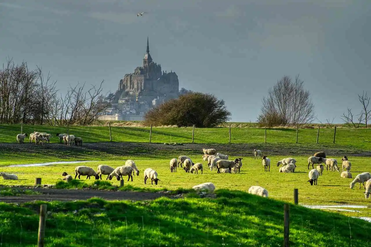 Loup Mont-Saint-Michel