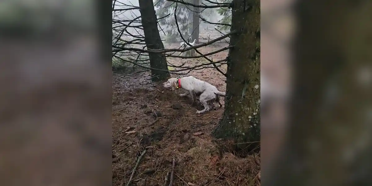 [Vidéo] Deux setters signent un superbe arrêt sur une bécasse