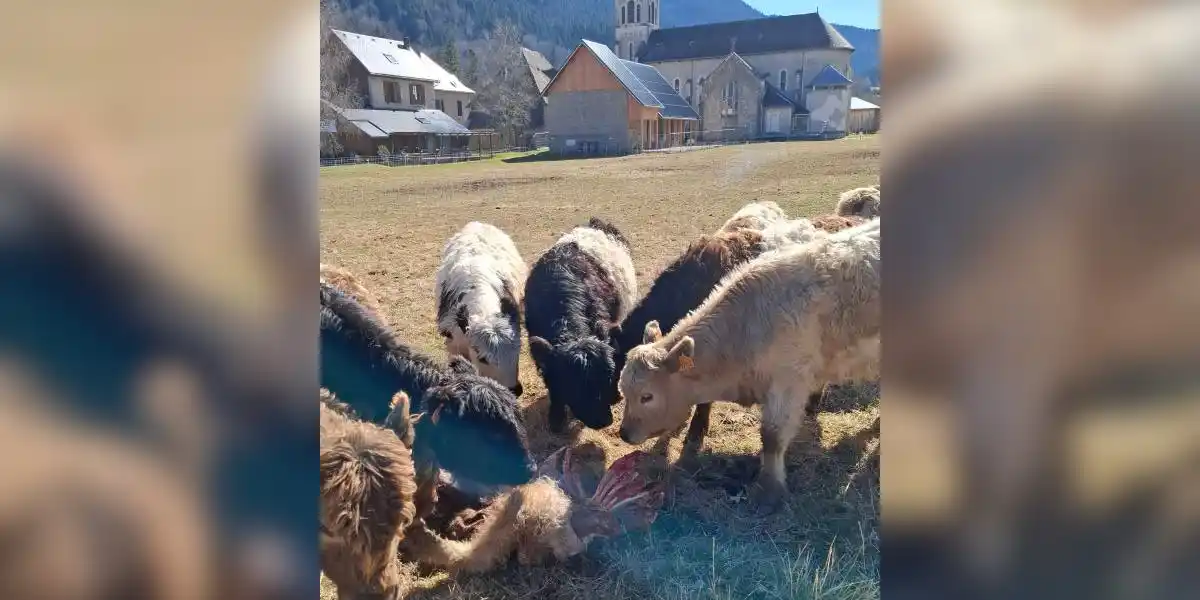 Une vache tuée par des loups au beau milieu d’un village en Isère