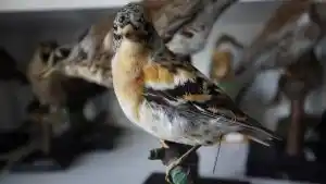 Plus de 500 oiseaux naturalisés volés dans un musée de Loire-Atlantique