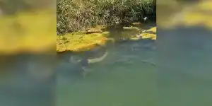 [Vidéo] Un bien étrange poisson filmé dans un cours d’eau