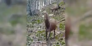 cerf avec un seul bois