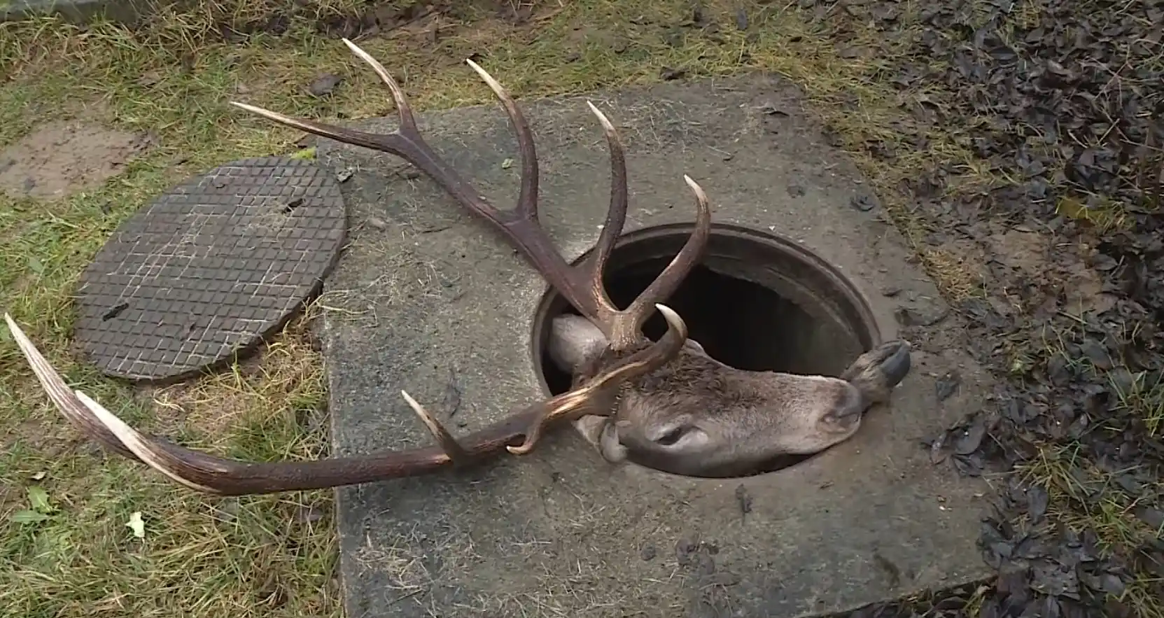 [Vidéo] Sauvetage d’un gros cerf coincé dans une bouche d’égout