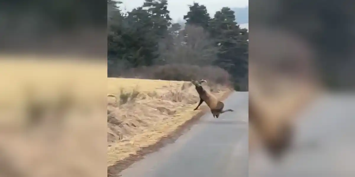 [Vidéo] Un cerf se loupe et s’écroule de tout son long sur le bord d’une route