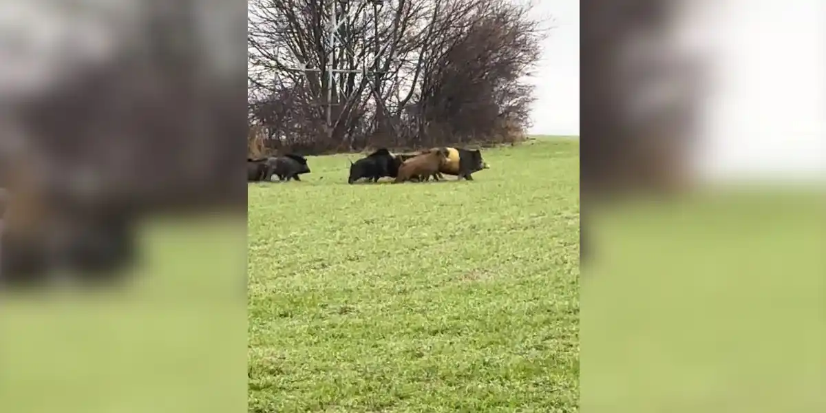 [Vidéo] Les résultats d’une hybridation entre sangliers et cochons domestiques