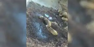 [Vidéo] Quand la famille Rillette passe à la salle de bain