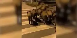 compagnie de sangliers sur un passage piéton