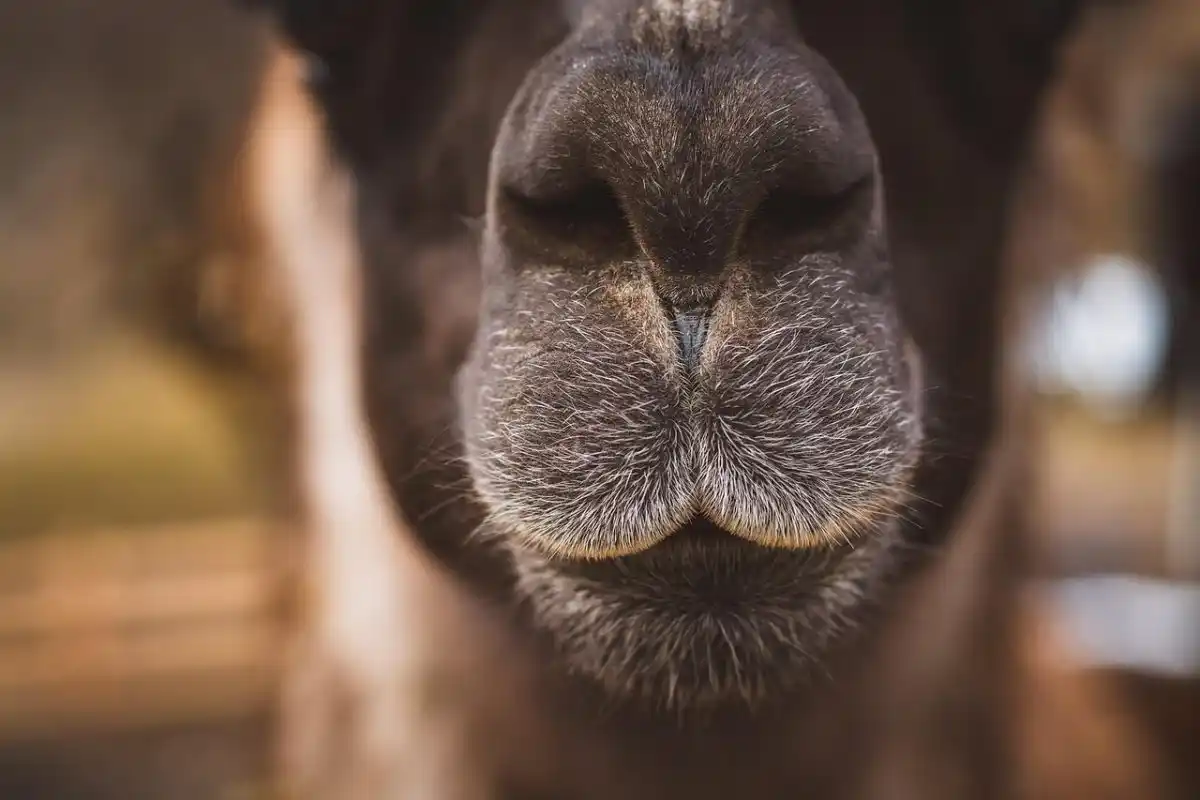 Un lama tué lors d’une attaque de loups près de Montpellier