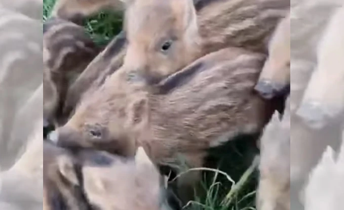 [Vidéo] Une adorable bande de marcassins en difficulté sur une route