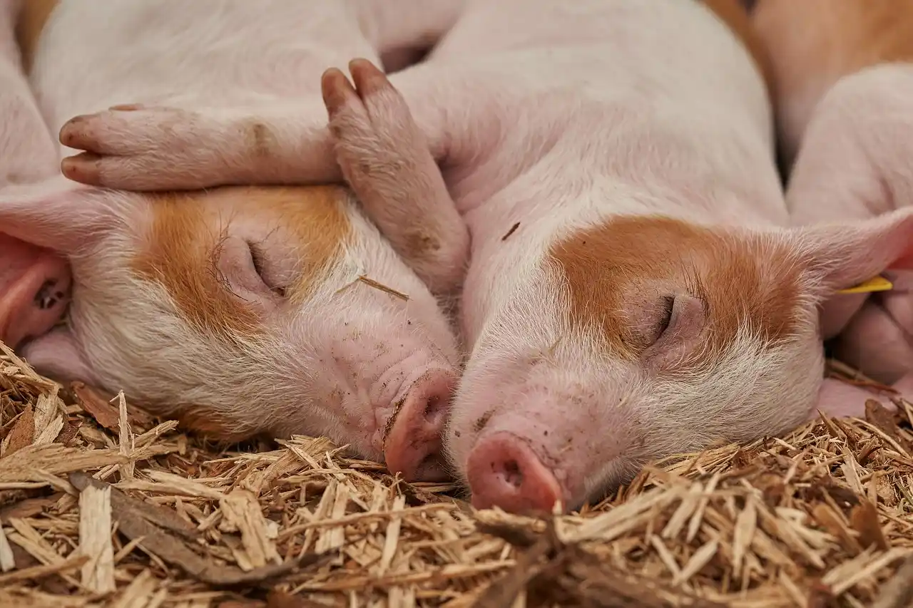 Un artiste veut laisser mourir de faim des porcelets pour sensibiliser au bien-être animal