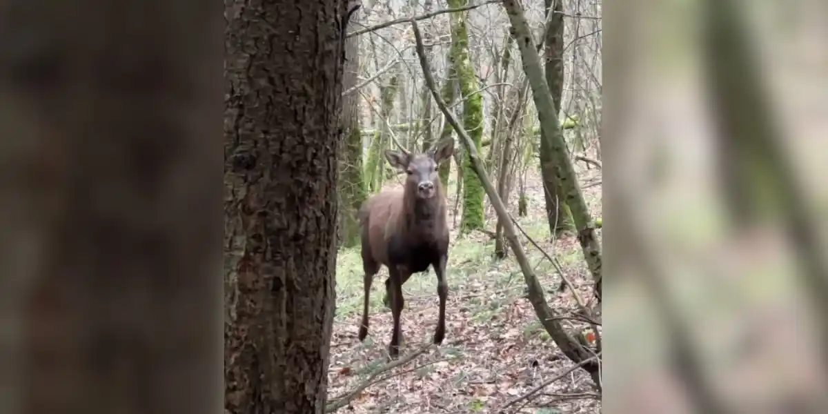 [Vidéo] Une rencontre surprise avec un daguet en pleine forêt