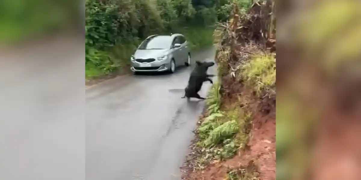 [Vidéo] Un sanglier sort en trombe sur une route et saute à la verticale pour prendre la fuite