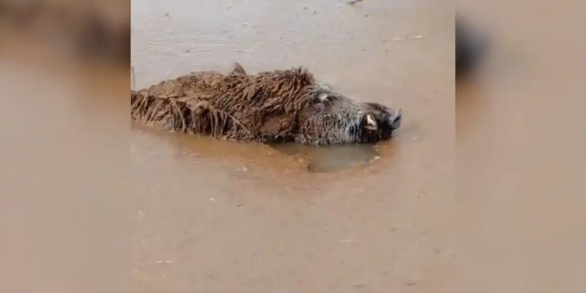 [Vidéo] Un gros sanglier se délecte d’un bon bain dans une eau… douteuse