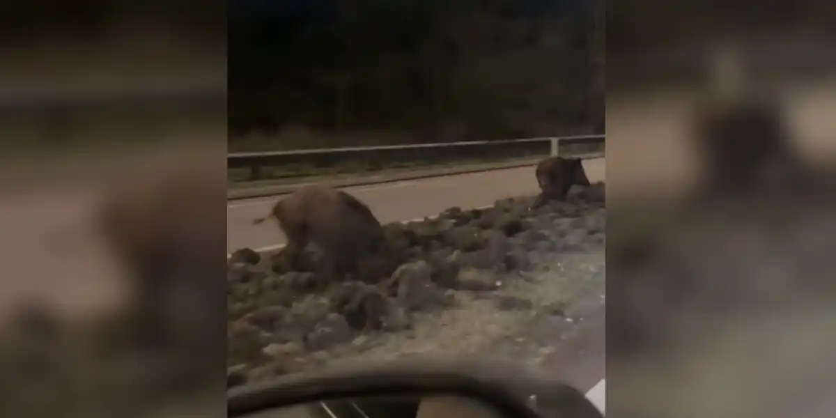 [Vidéo] Des sangliers filmés en train de détruire un terre-plein en Meurthe-et-Moselle