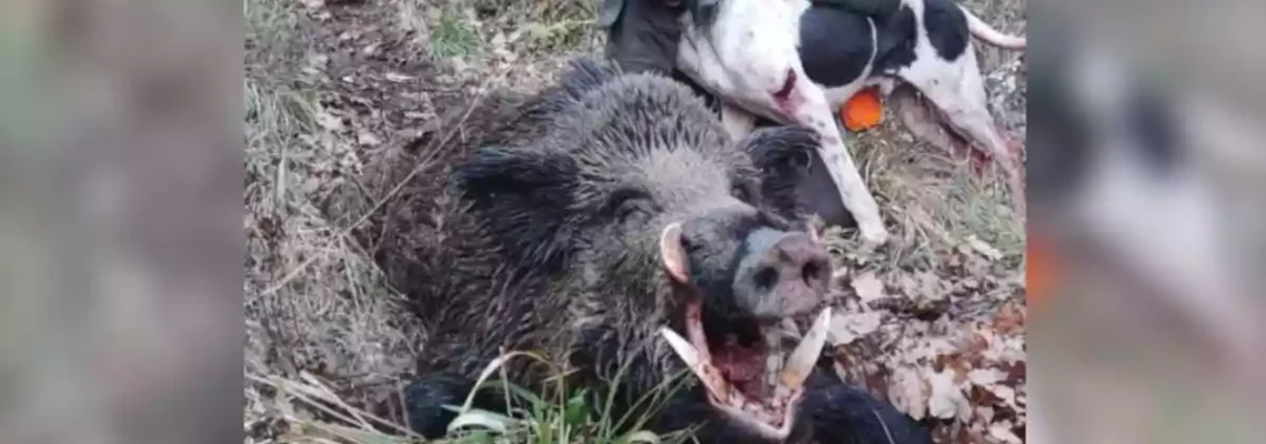 Le sanglier d'une vie : les chasseurs aveyronnais mettent fin au règne  d'un Attila du Causse de 130 kg 